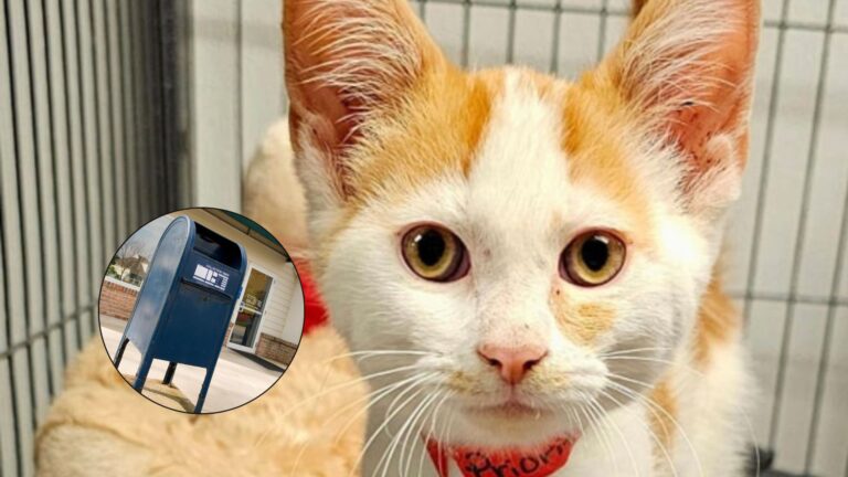 Tiny Kitten Shoved Through A Mailbox Leaves Ohio Rescuers Heartbroken