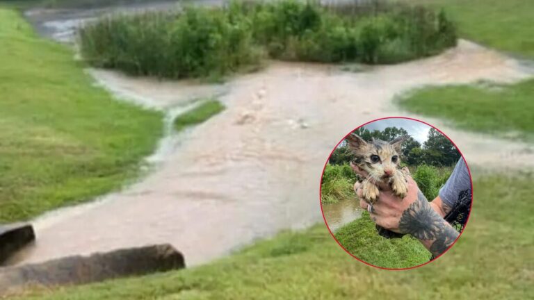 Two Tiny Eyes In A Flooded Marsh Lead Mississippi Team To A Life-Saving Rescue