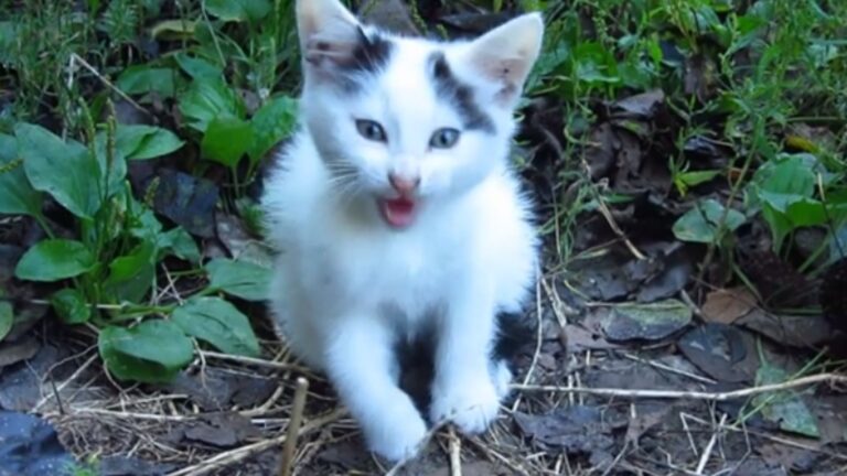 Tiny Kitten With Broken Paw Runs To A Passerby In Ohio, And It Changes Everything