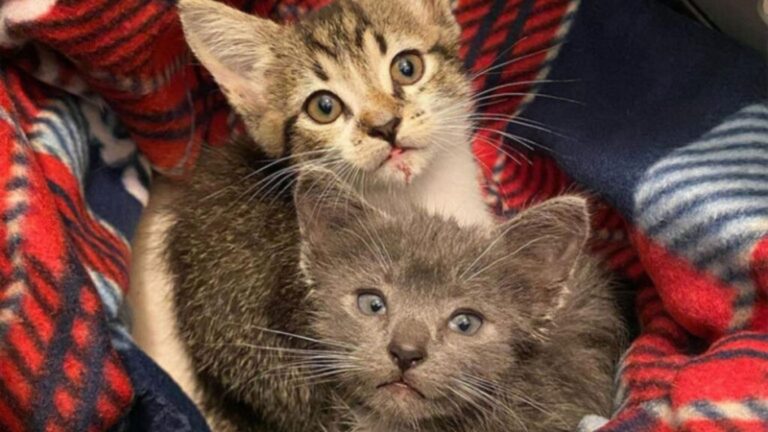 Florida Man Spots Two Tiny Figures Huddled Beneath A Car And Drops Everything To Help