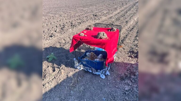 Texas Women Saw A Pet Carrier In The Middle Of A Dirt Field And Immediately Knew This Was Bad