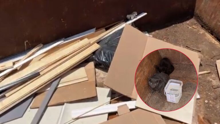 Missouri Crew Finds 3 Tiny Fluffballs Trapped Among Sharp Scraps In Dumpster And Races To Help