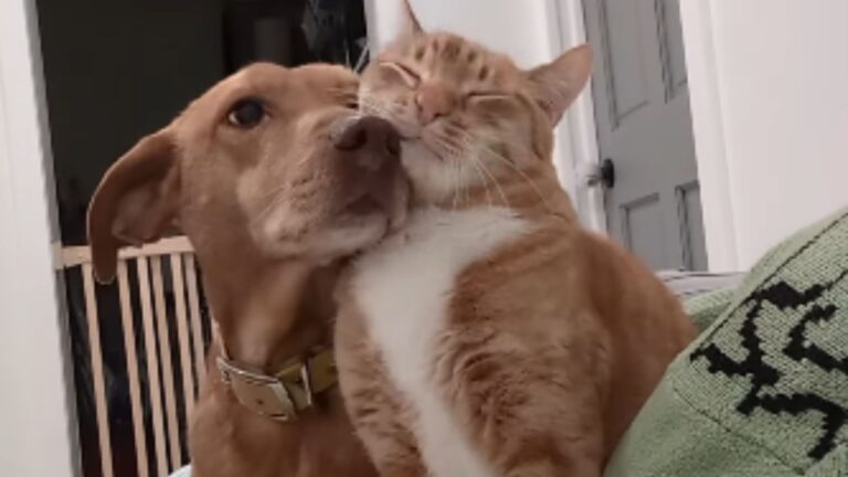 North Carolina Family Sets Cameras To Watch Their Anxious Dog, Stunned By What Their Cat Does