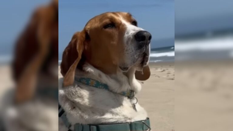 California Man Takes Former Lab Test Dog To The Beach, Watch What Happens