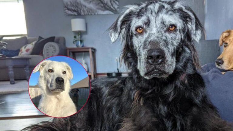 Oklahoma Labrador Shocks Owner When His Black Fur Changes Colors Right Before Their Eyes