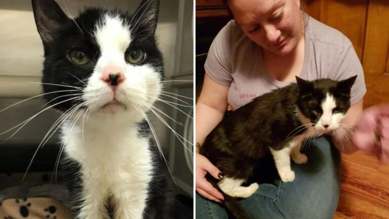 After 20 Years Together, Maryland Family Surrenders Cat To Shelter And The Reason Breaks Hearts