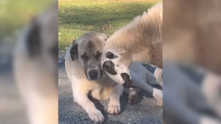 Kentucky Woman Takes In An Orphaned Lamb And Can’t Believe How Her Dog Reacts