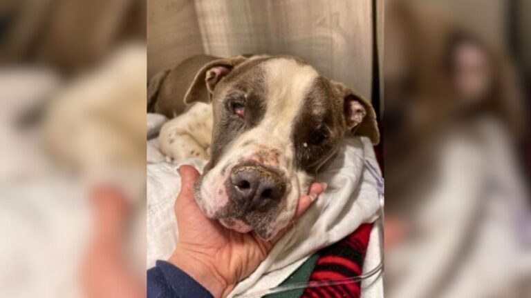 No Longer Useful To His Breeder, This Poor Soul Got Dumped In Arizona Desert To Face The End