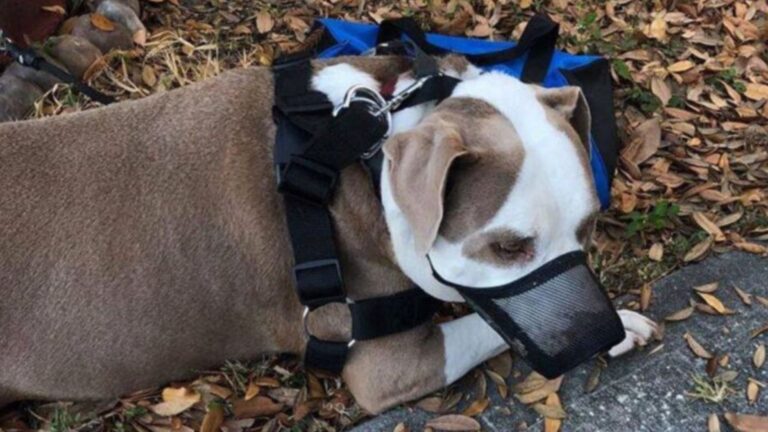 Florida Man Ties His Dog To A Neighbor’s Tree And Leaves Behind A Heartbreaking Note