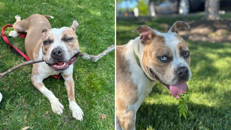 Dog Keeps Being Returned To Illinois Shelter All Because She’s “Too Affectionate And Lively”