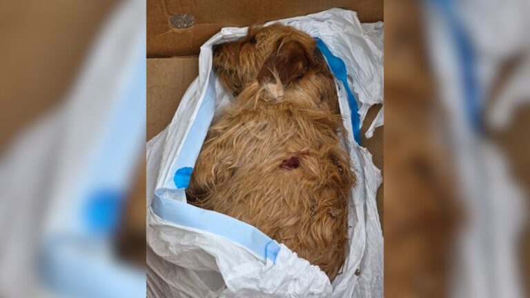 Texas Locals See A Man Throwing Something Into Dumpster, Then Closer Look Reveals A Nightmare