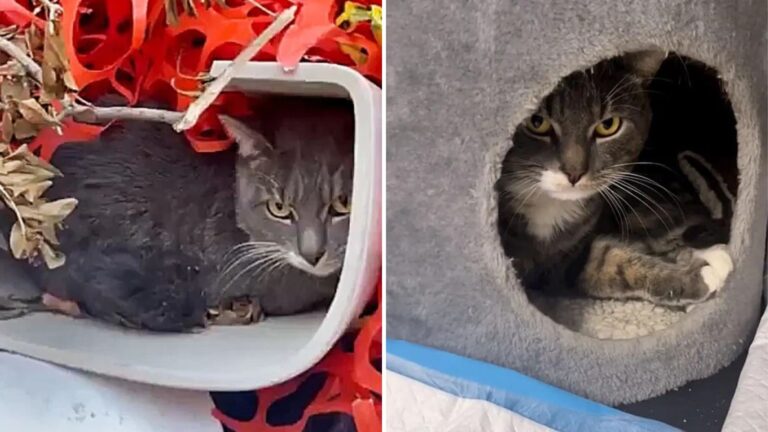 NY Rescuers Found Shy Cat Hiding In Discarded Toilet And What Happened Next Surprised Everyone