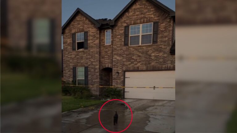 Moment Lost Cat Is Found After Home Fire In North Carolina Melts Millions Of Hearts
