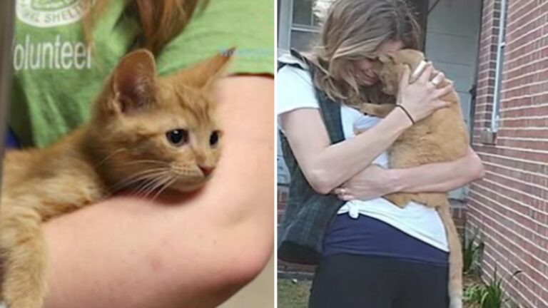 Lost For 536 Days, Michigan Cat Returns Home In The Most Unexpected Way