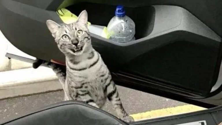 California Man Can’t Believe His Eyes When He Runs Into His Cat Outside