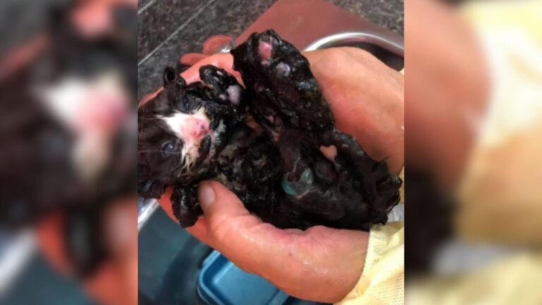 New York Local Follows Weak Cries From Dumpster And Finds This Poor Furbaby Trapped In Tar