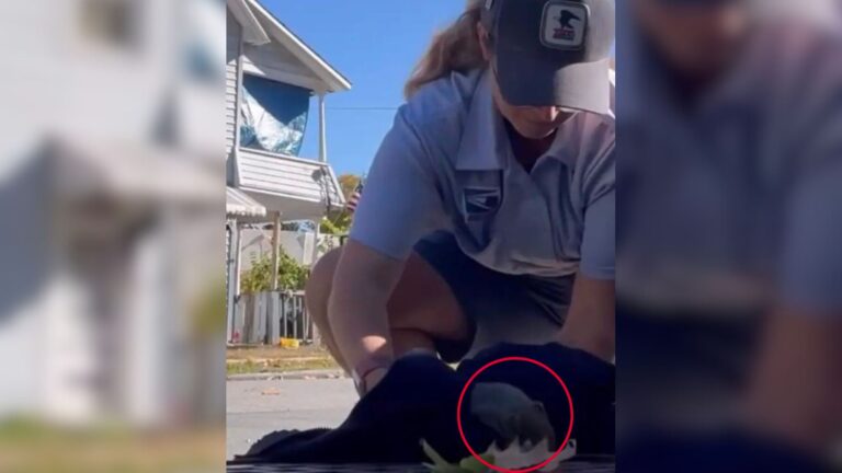 NY Mail Carrier Spots A Fuzzy Clump On Top Of A Storm Grate And Freezes When It Starts To Move