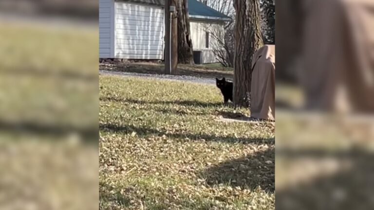Maine Couple Keeps Spotting A Stray Cat In Their Yard And Comes Up With An Amazing Plan