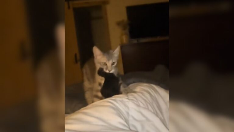 Arizona Cat Brings Her Kittens To Owner’s Bed And Has A Very Clear Request