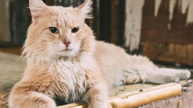 Vermont Man Buys A $71,000 Cat And Says He’d Buy It A Million Times Over