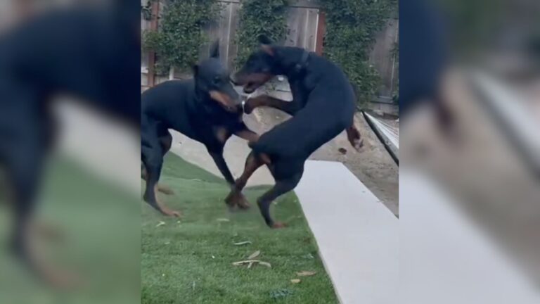 California Man Filmed His Dobermans Playing… Seconds Later, He Couldn’t Believe His Eyes