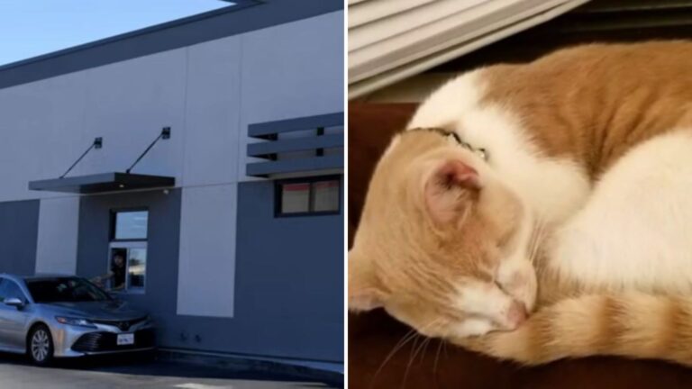 Man Pulls Into Texas Taco Bell For Food And Leaves Home With A Little Furry Bonus
