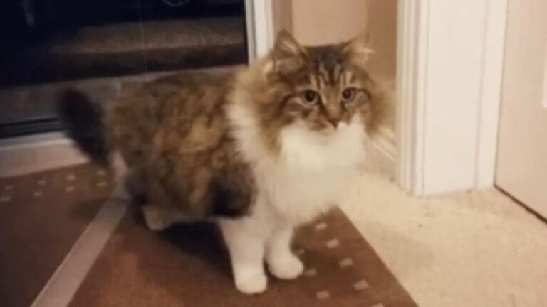 New York Man Let A Stray Cat In For One Night, But He Never Expected What Came Next