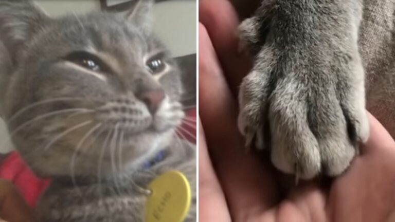 Washington Man Reunites With His Missing Cat After 6 Years Only To Say Goodbye Again