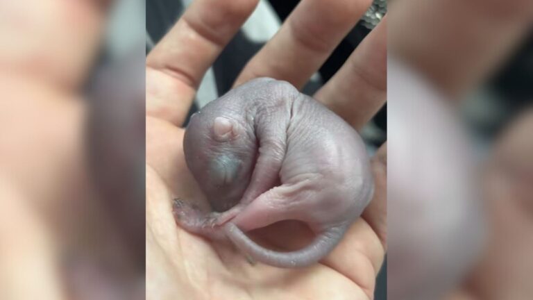 California Man Scoops Up Tiny Pink Creature Wobbling In His Yard And Can’t Believe What It Is