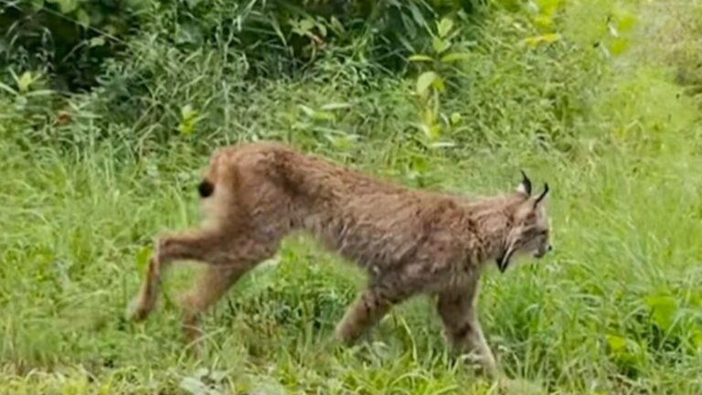 Man Spots One Of The Most Endangered Creatures In North America And Catches It On Camera