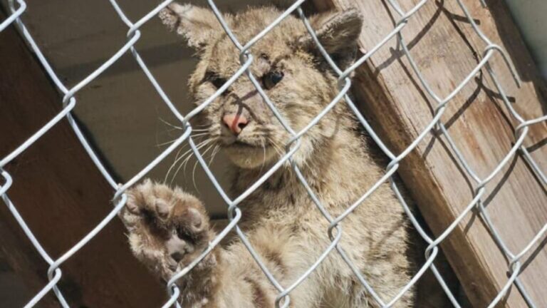 Florida Man Sees A Strange Creature Trapped In His Chicken Coop And Gets A Bad Feeling