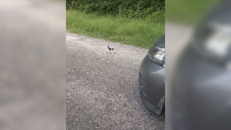 Ohio Man Pulls Over For Kitten Abandoned By The Road And Walks Into An Unbelievable Ambush
