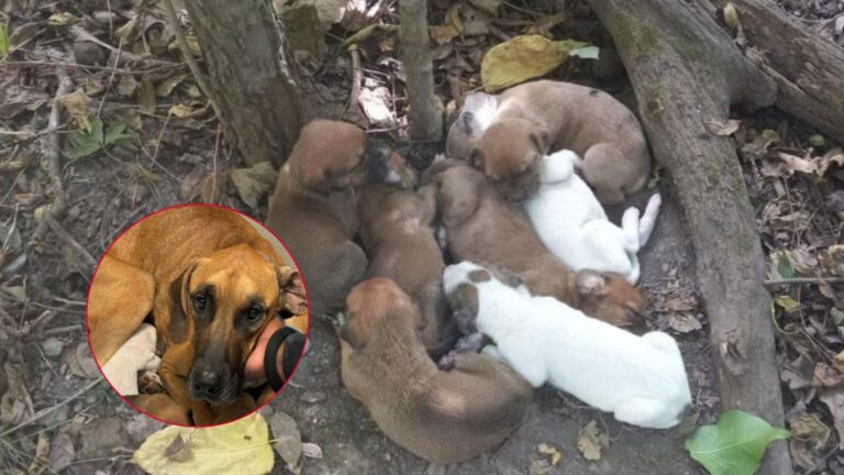 Missouri Couple Spots A Furry ‘Pile’ In The Woods And Decides To Investigate