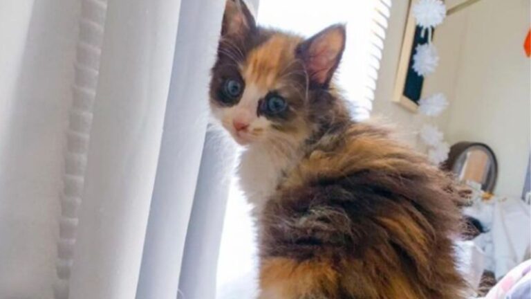 NY Woman Meets A Litter Of Kittens Then Notices One Incredibly Different From Her Siblings