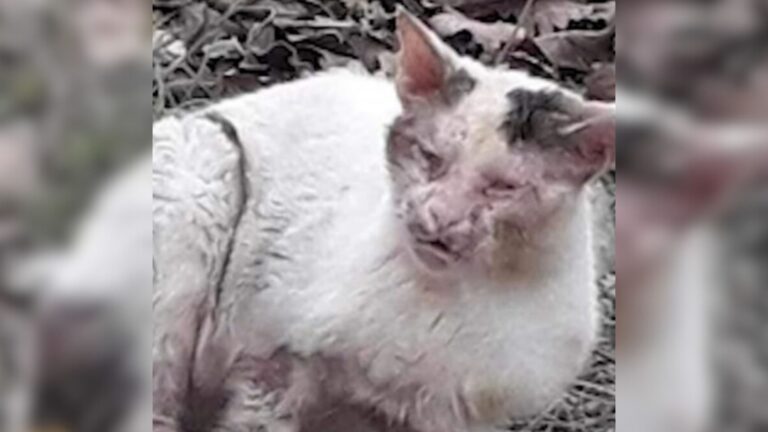 Wisconsin Rescuers Find Cat In A Horrible State, Then Get A Shocking Response From His Owners