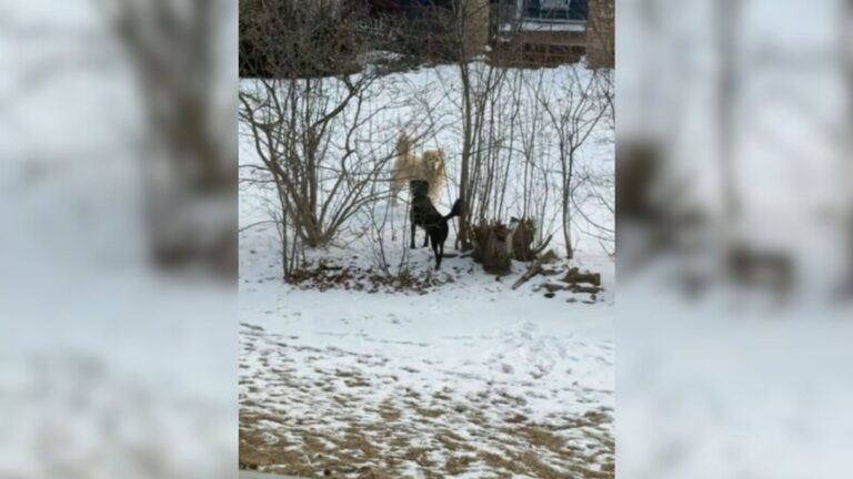 Michigan Woman Sees A Dog Barking Outside Her Home And Melts When She Discovers The Reason
