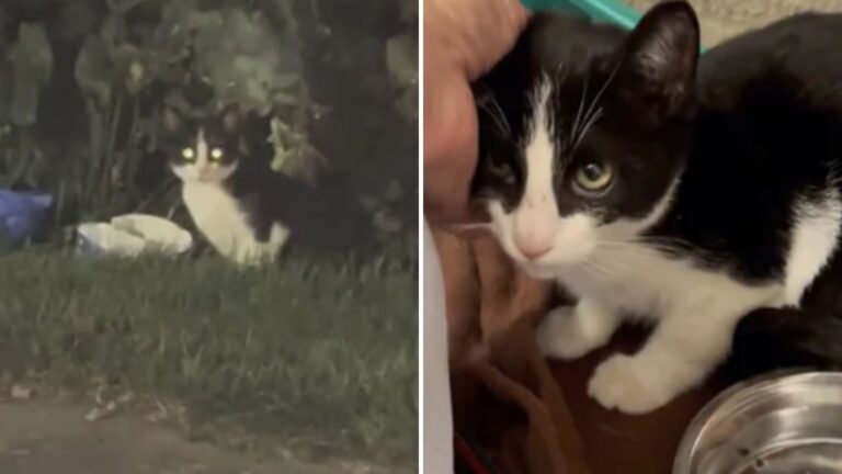Starving Kitten Wandering Outside Ohio McDonald’s Had No Idea Life Was About To Change