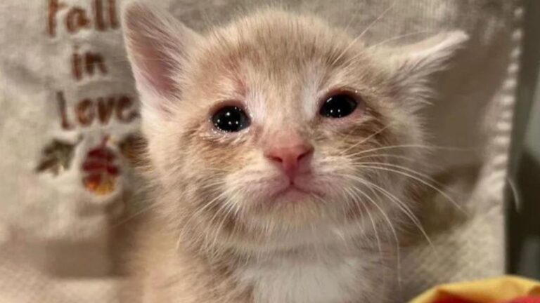 Kitten Nearly Starves After Being Left Behind In Empty Home In Milwaukee, Then Fate Intervenes