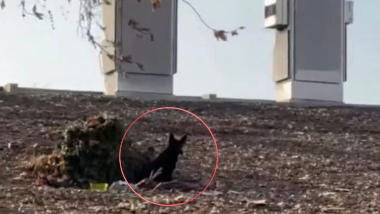 Driver Spots A Pair Of Frightened Eyes Near LA Freeway And Pulls Over Right Away