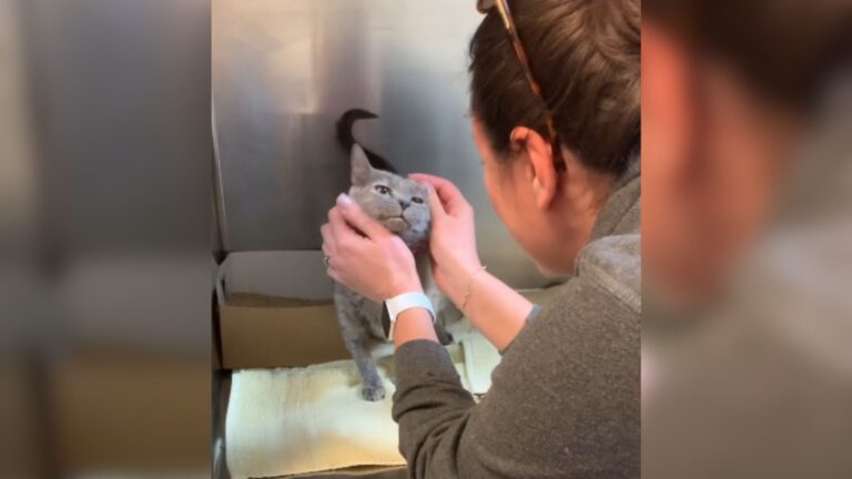 Missing Cat In South Carolina Reappears After 5 Years And A Heartwarming Reunion Follows