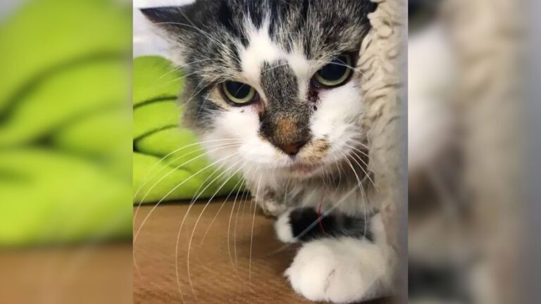 New York Woman Saves A Struggling Stray Cat Unaware Of The Surprise She’s Hiding
