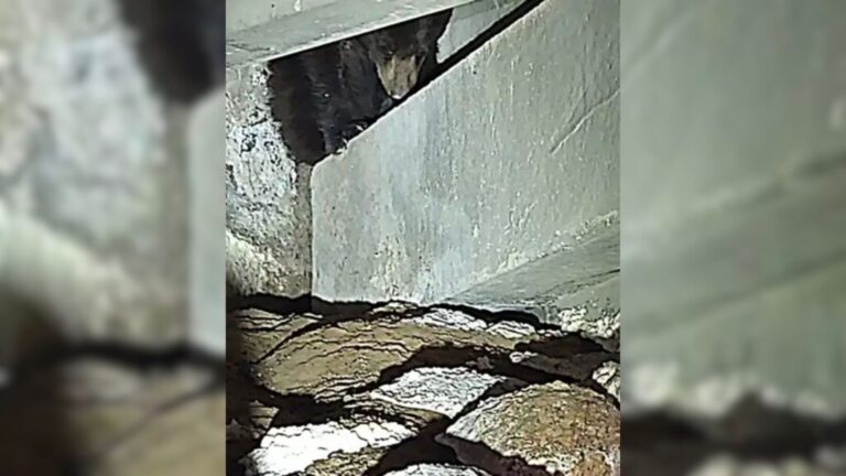 Mysterious Creature Hiding In Hospital Parking Lot Sends Staff Into Panic