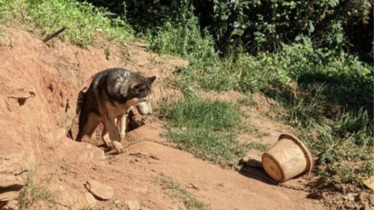 North Carolina Team Found A Chained Husky In A Yard, What He Did To Feel Safe Broke Hearts
