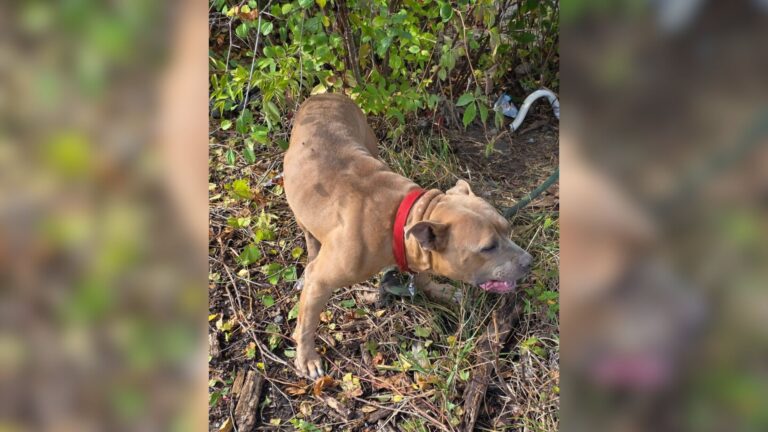 Woman Finds Emaciated Dog Tied To Fire Hydrant In Detroit, Too Weak To Even Cry For Help