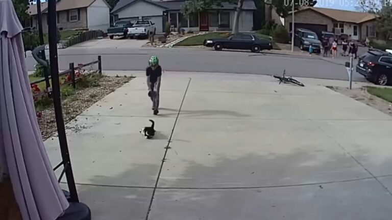 NY Woman Checks Security Camera And Melts When She Sees What This Boy Does With Her Cat