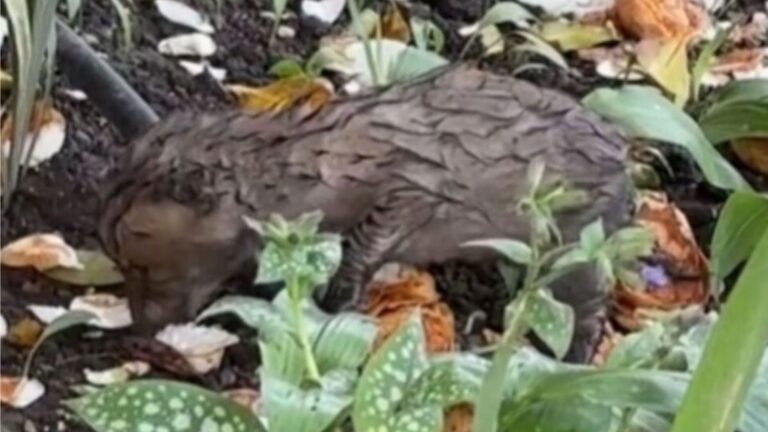 Strange Sounds In Her Flower Bed Lead NY Woman To A Surprising Wild Visitor