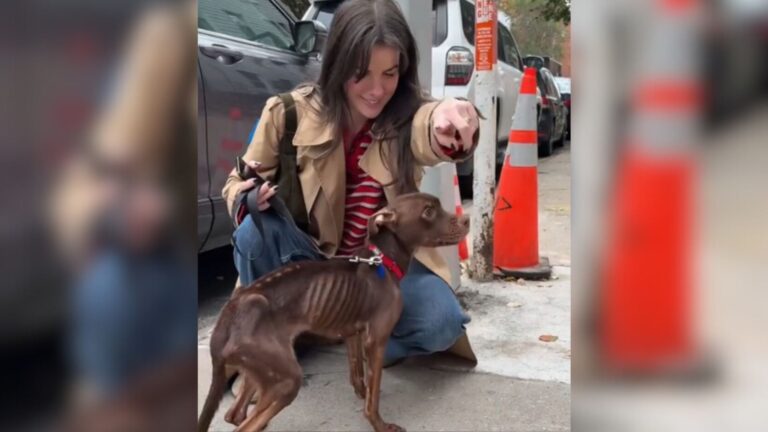 Brooklyn Woman Meets Severely Traumatized Dog And Makes It Her Mission To Heal Her Broken Heart