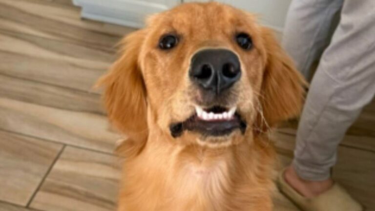 Illinois Woman Discovers Her Adopted Golden Retriever Has The Funniest Quirk She Never Expected