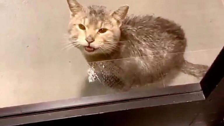 Illinois Office Worker Opens Door To Find Little Soaked Cat Begging To Be Let In From The Rain