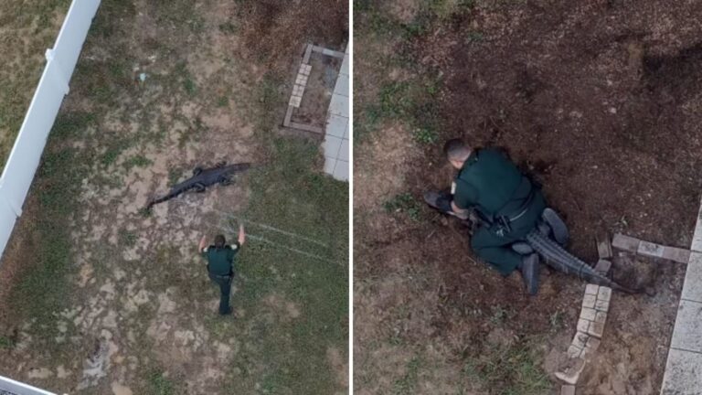 Florida Officers Capture Huge Alligator In Woman’s Yard And The Video Is Jaw-Dropping